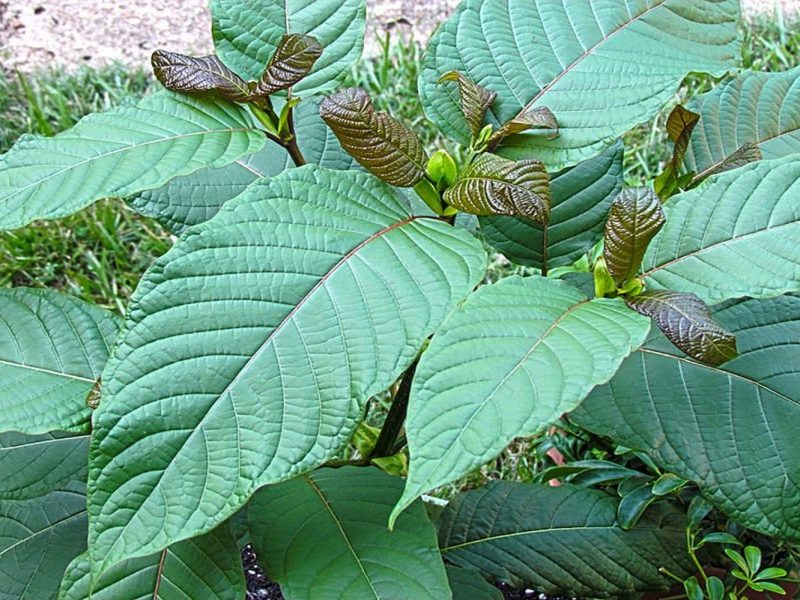 is kratom legal